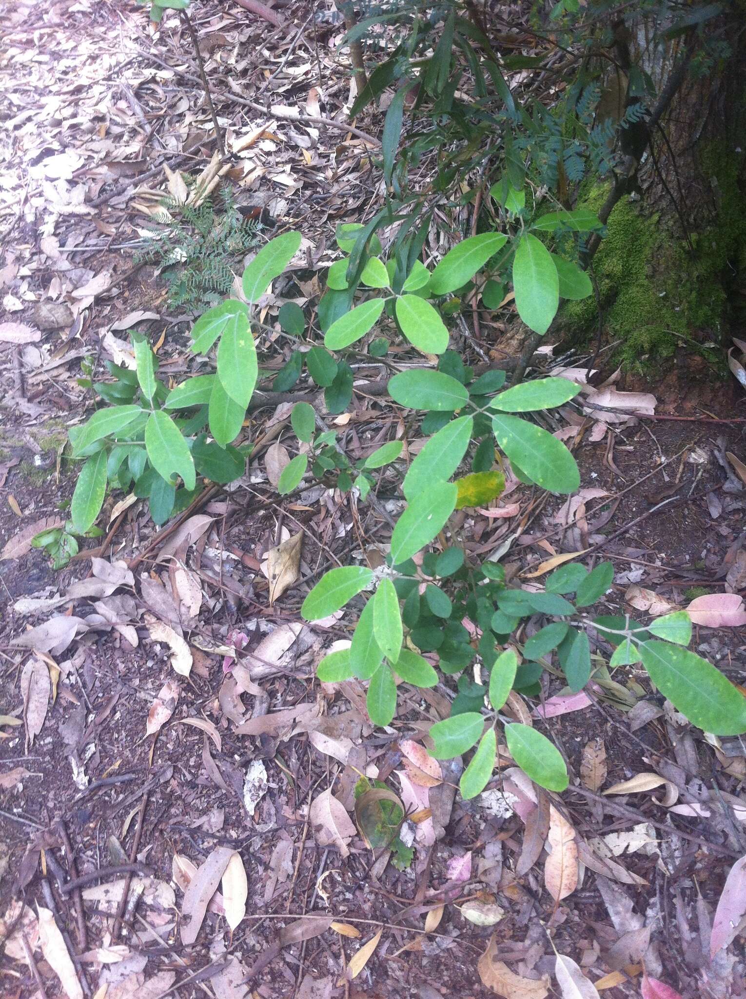 Pittosporum ralphii T. Kirk resmi