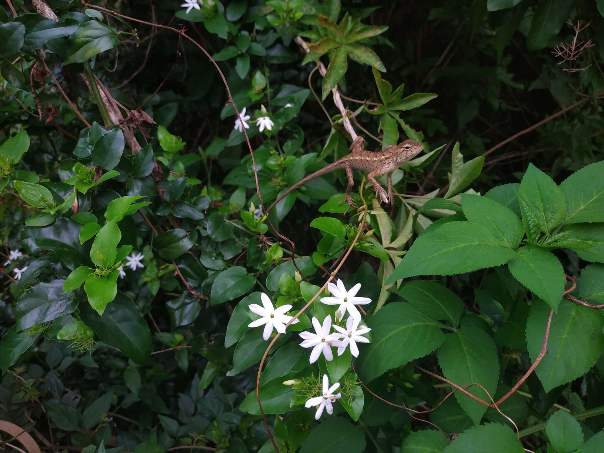 Image de Jasminum multiflorum (Burm. fil.) Andrews