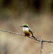 Image of Somali Bee-eater