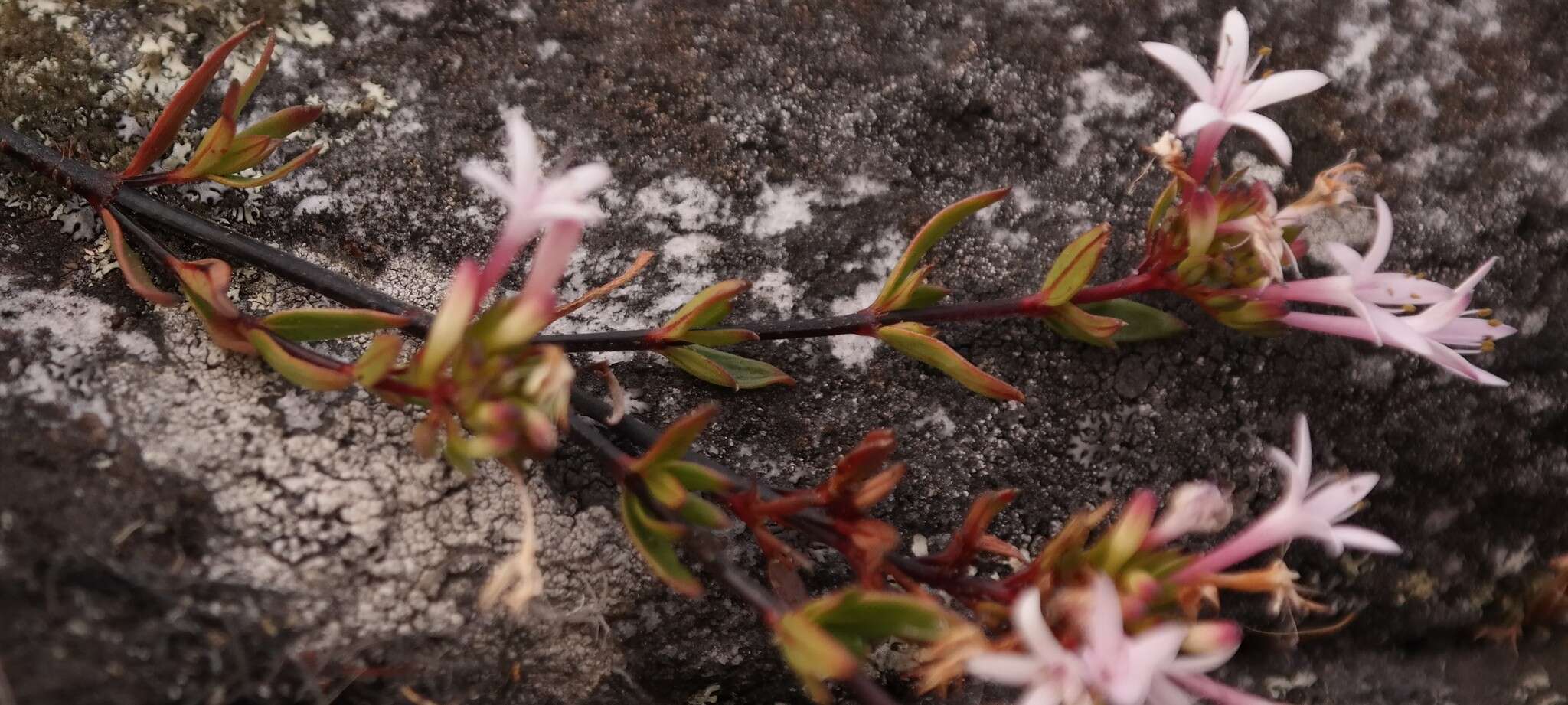 صورة Otiophora inyangana subsp. parvifolia (Verdc.) Puff