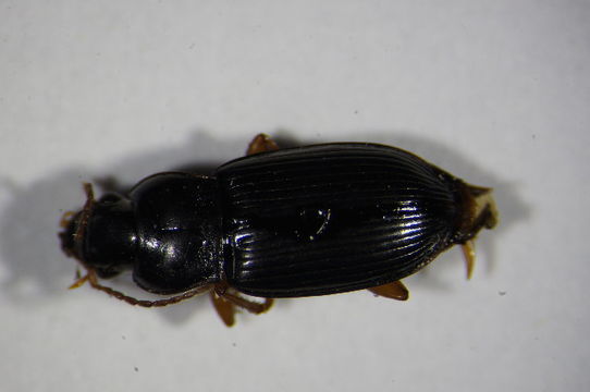 Image of <i><i>Trichotichnus</i></i> (Trichotichnus) <i>laevicollis</i> (Duftschmid 1812)