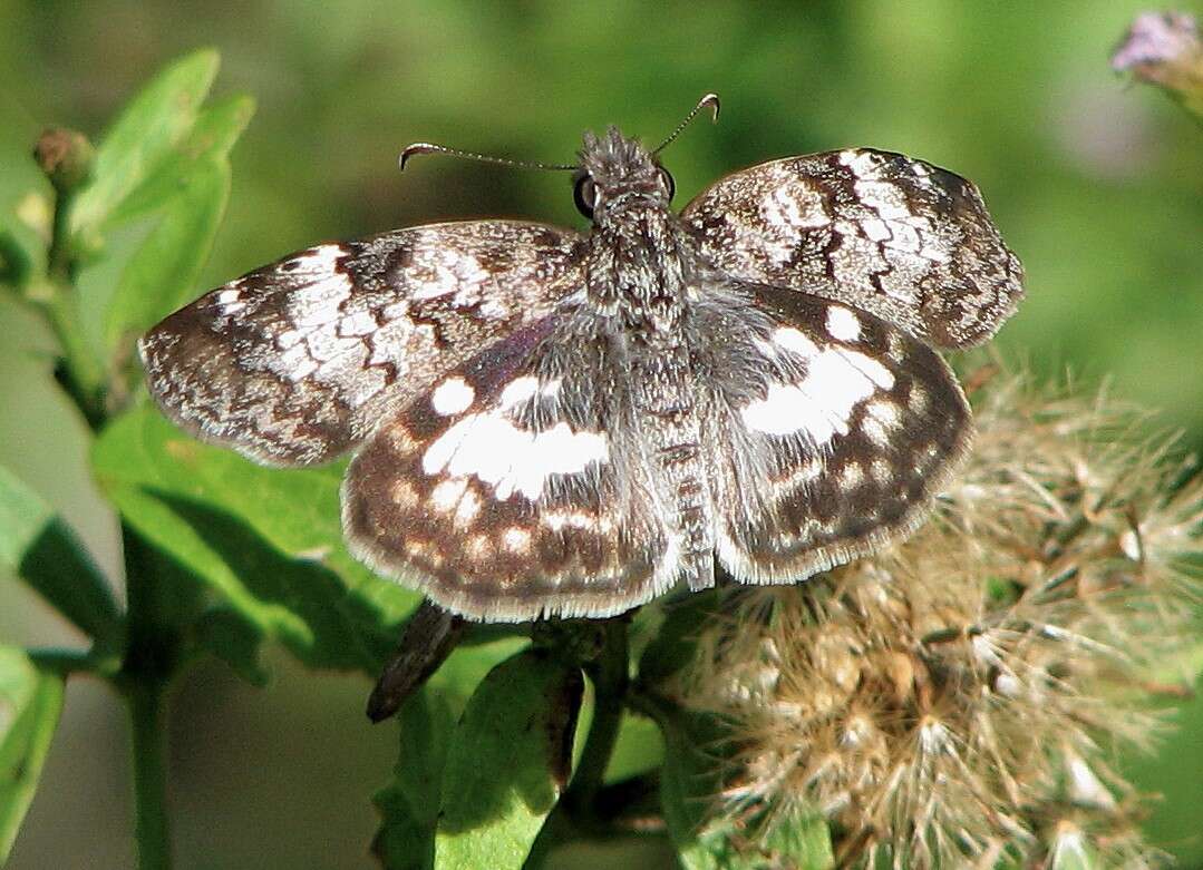 Image of Chiomara asychis autander Mabille 1891