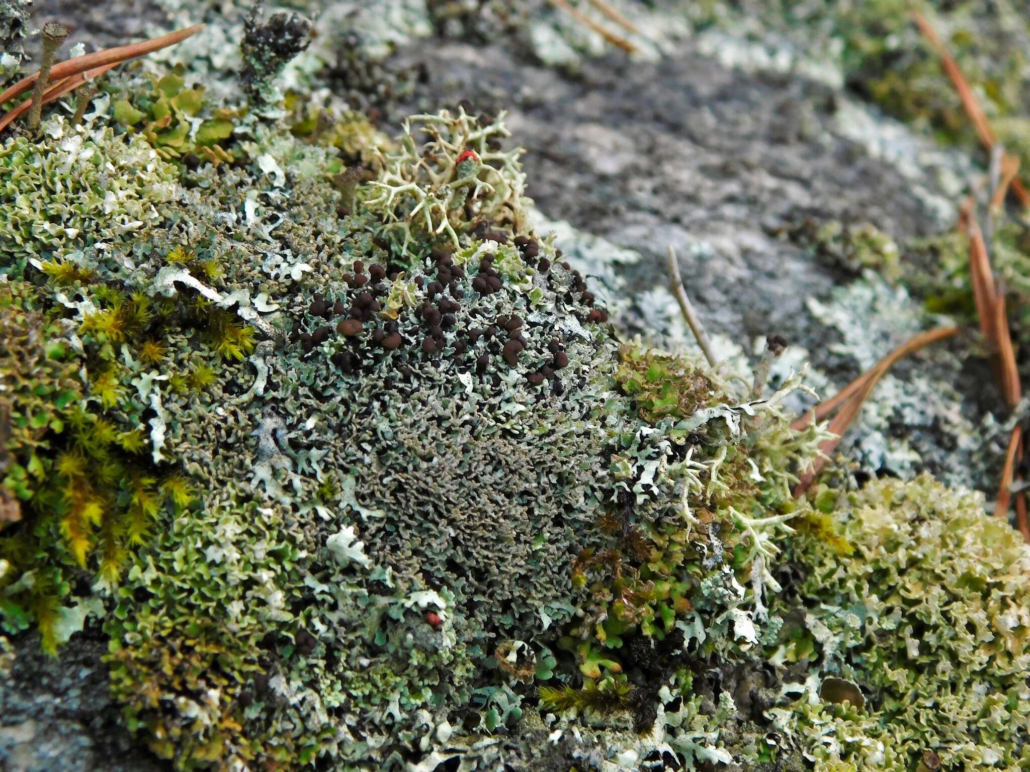 صورة Cladonia stipitata Lendemer & B. P. Hodk.