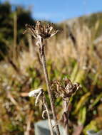 Image of Brachyglottis haastii (Hook. fil.) B. Nord.