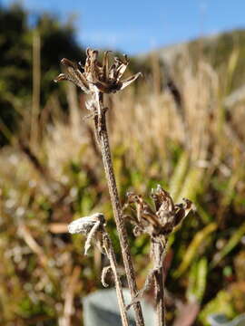 Image of Brachyglottis haastii (Hook. fil.) B. Nord.