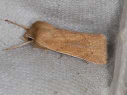 Image of V-lined Quaker Moth