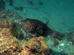 Image of Broadbarred Toadfish