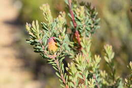 Image of Leucadendron rourkei I. J. M. Williams