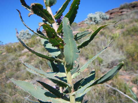 Lobostemon laevigatus (L.) Buek resmi