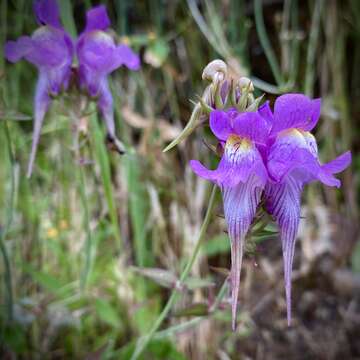 صورة Linaria triornithophora (L.) Willd.