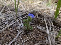 صورة Gentiana prostrata Haenke