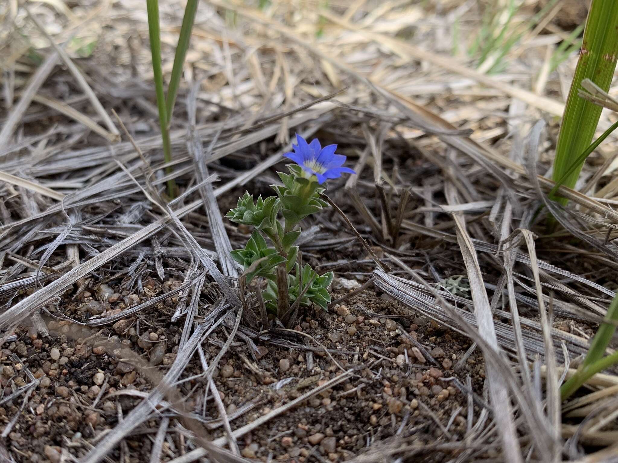 Plancia ëd Gentiana prostrata Haenke