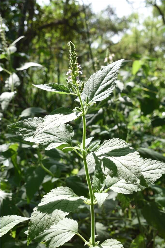 Sivun Teucrium vesicarium Mill. kuva