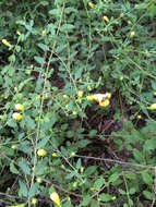 Image of largeflower yellow false foxglove