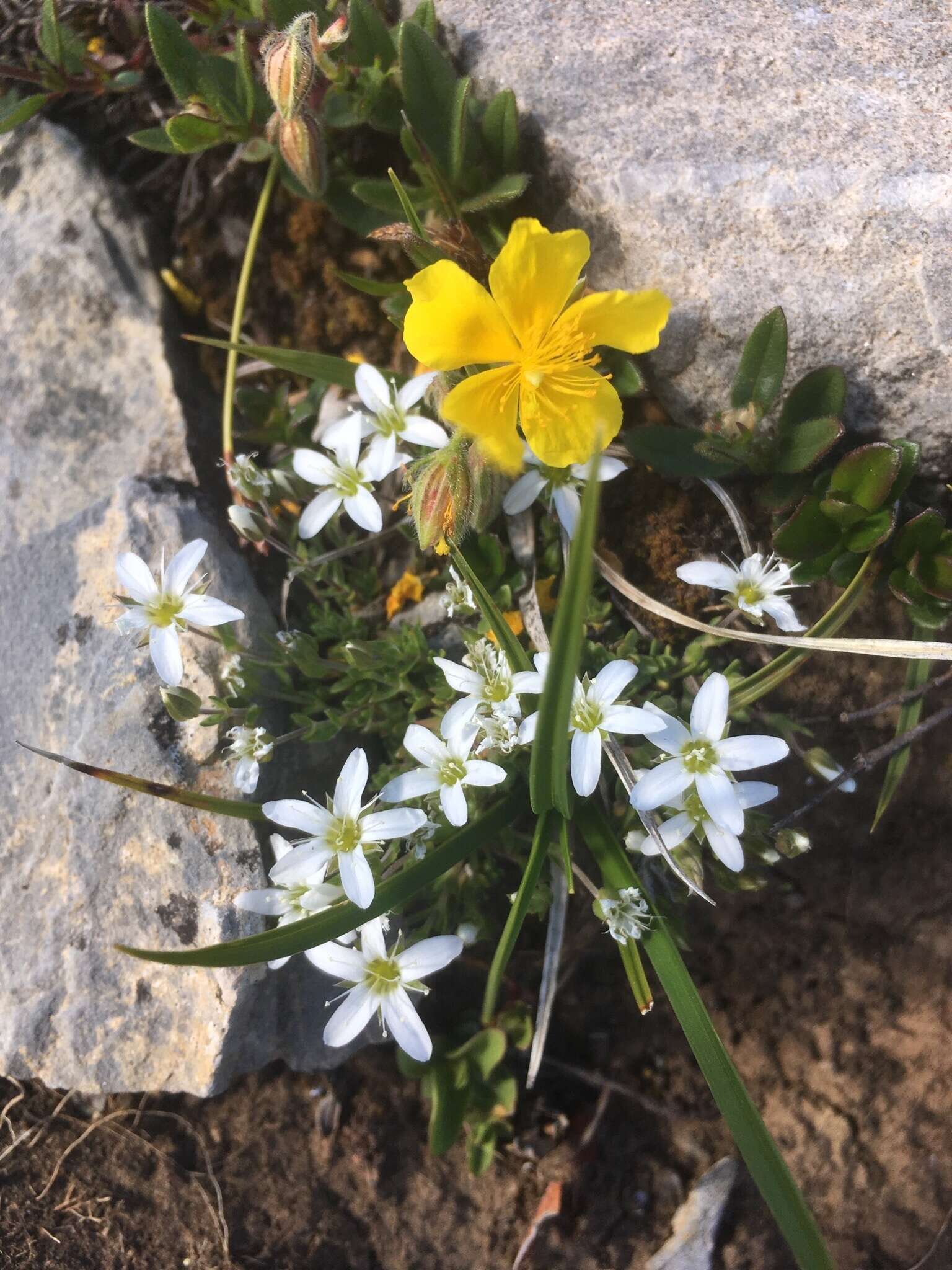 Image of Fringed sandwort