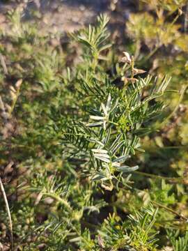 Image of Astragalus versicolor Pall.