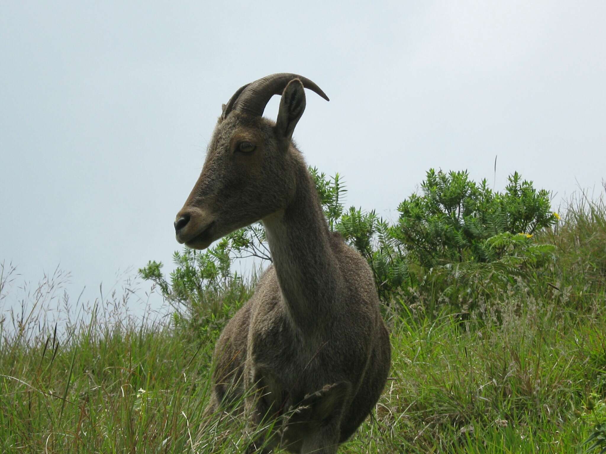 Plancia ëd Nilgiritragus Ropiquet & Hassanin 2005