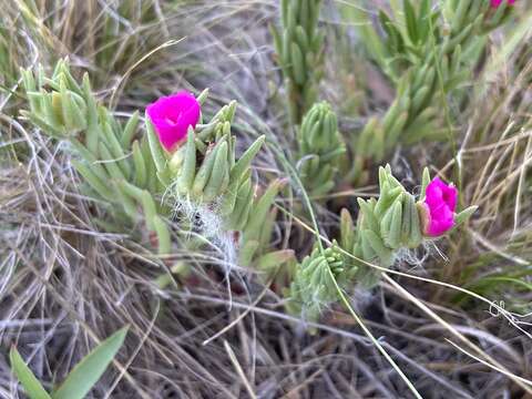 Image of Portulaca confertifolia Hauman