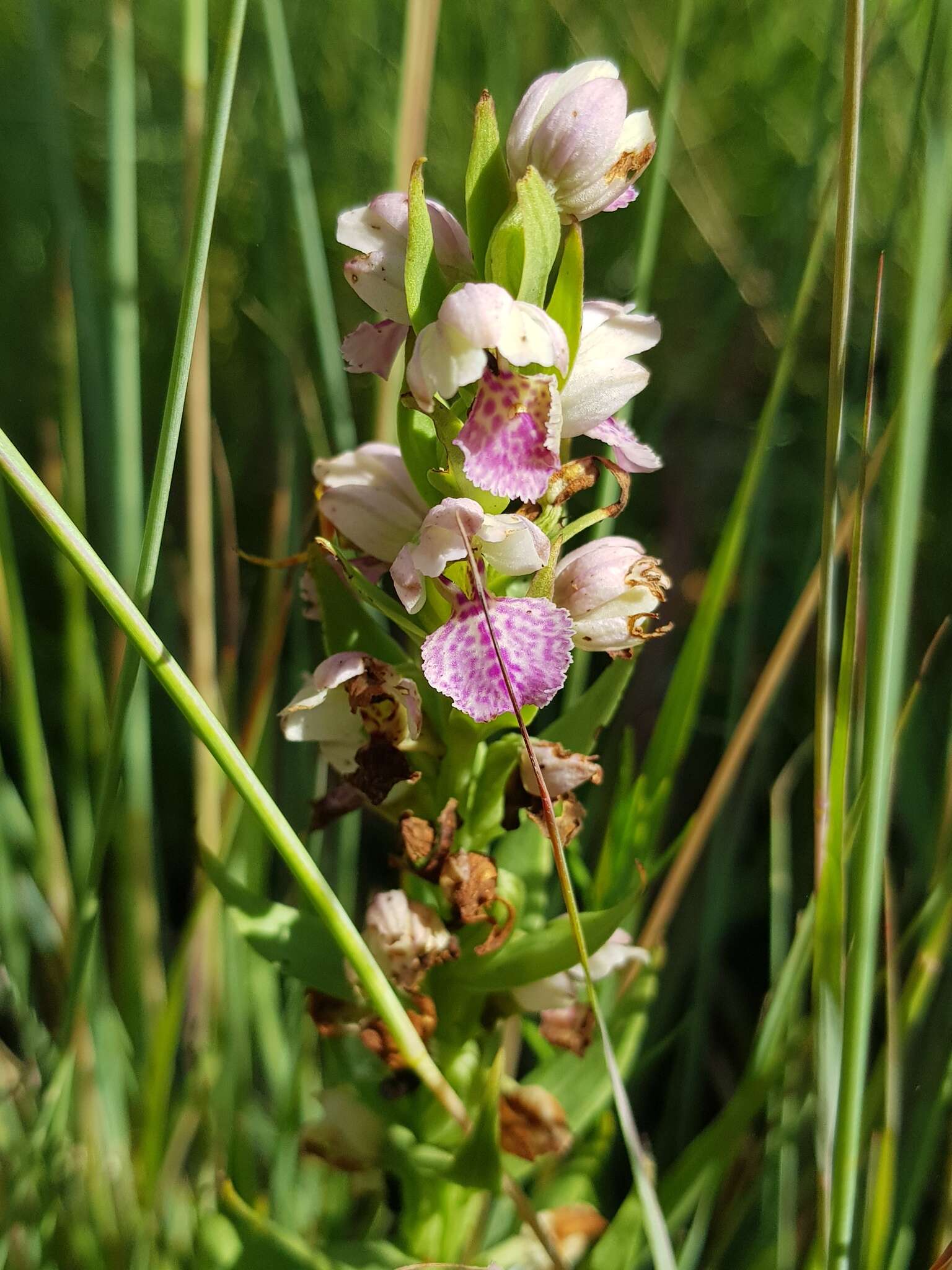 Image de Brachycorythis conica subsp. transvaalensis Summerh.