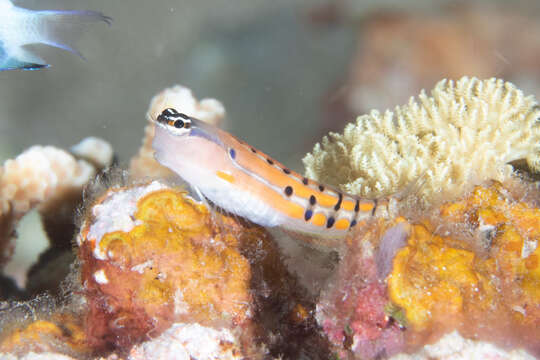 Image of Axelrod's Clown Blenny