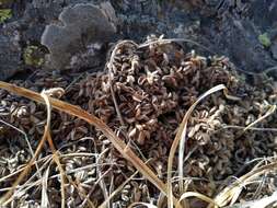 Image of Potentilla tetrandra (Bunge) Bunge ex Hook. fil.