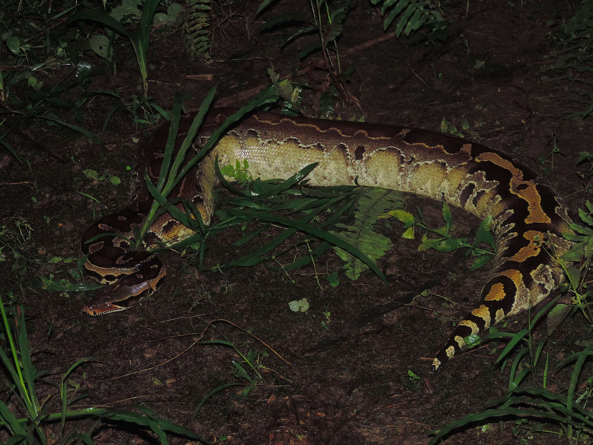 Image of Bornean Short-tailed Python