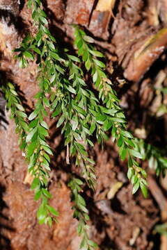 Image of Tmesipteris ovata Wakef.