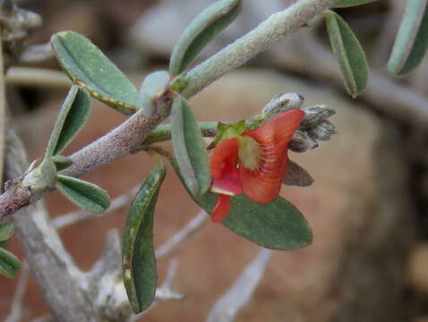 Image of Indigofera sessilifolia DC.