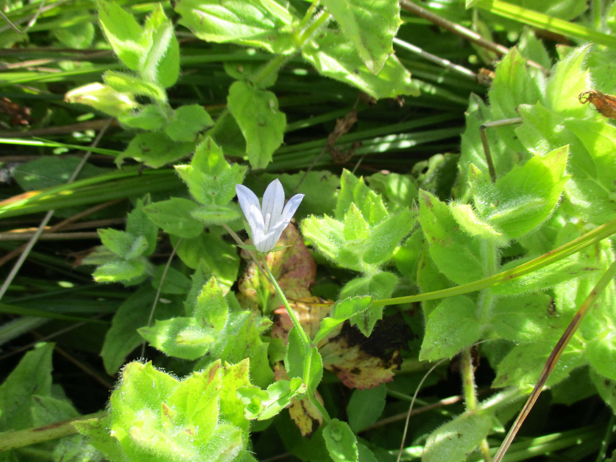 Campanula californica (Kellogg) A. Heller resmi