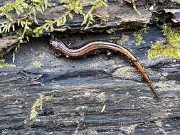 Image of Seepage Salamander