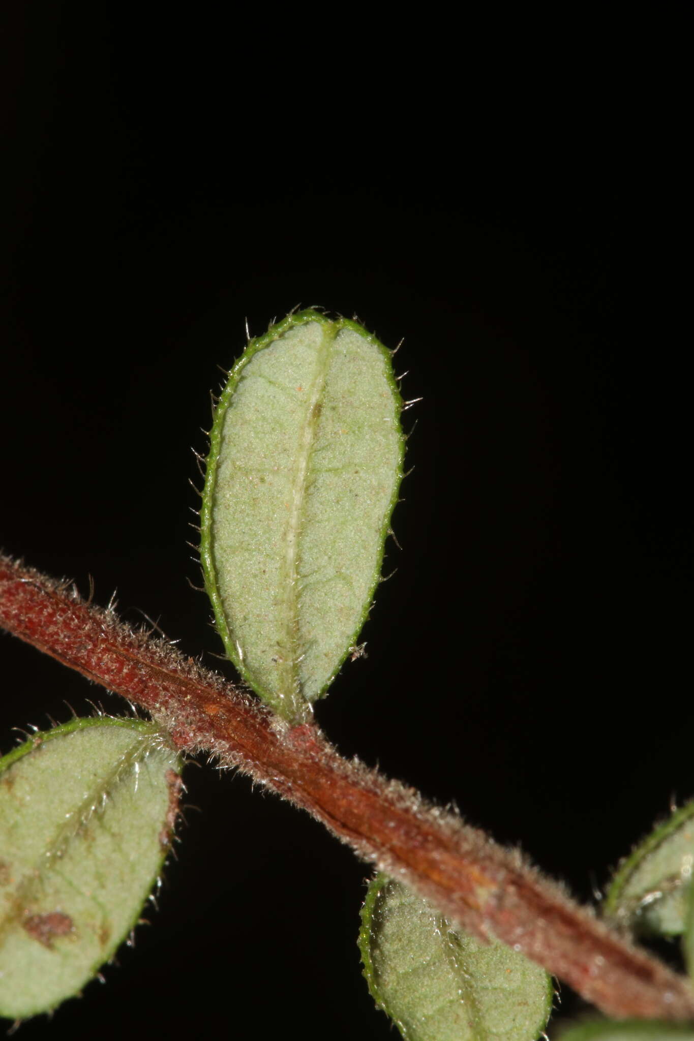 Image of Hibbertia aspera subsp. aspera