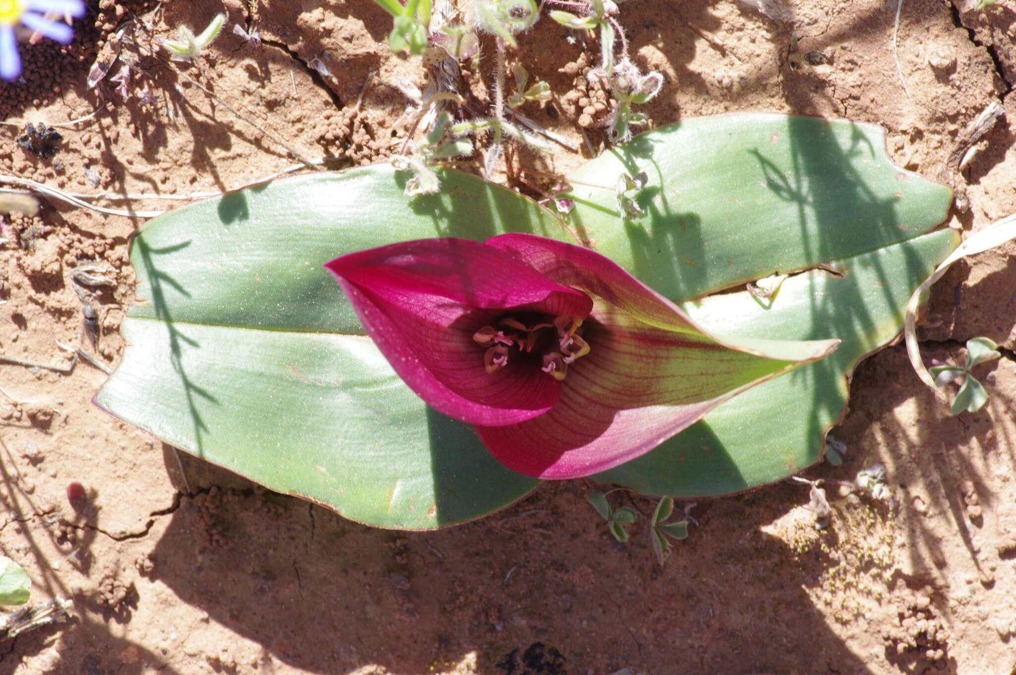 Image of Androcymbium burchellii subsp. pulchrum (Schltr. & K. Krause) Pedrola, Membrives, J. M. Monts. & Caujapé