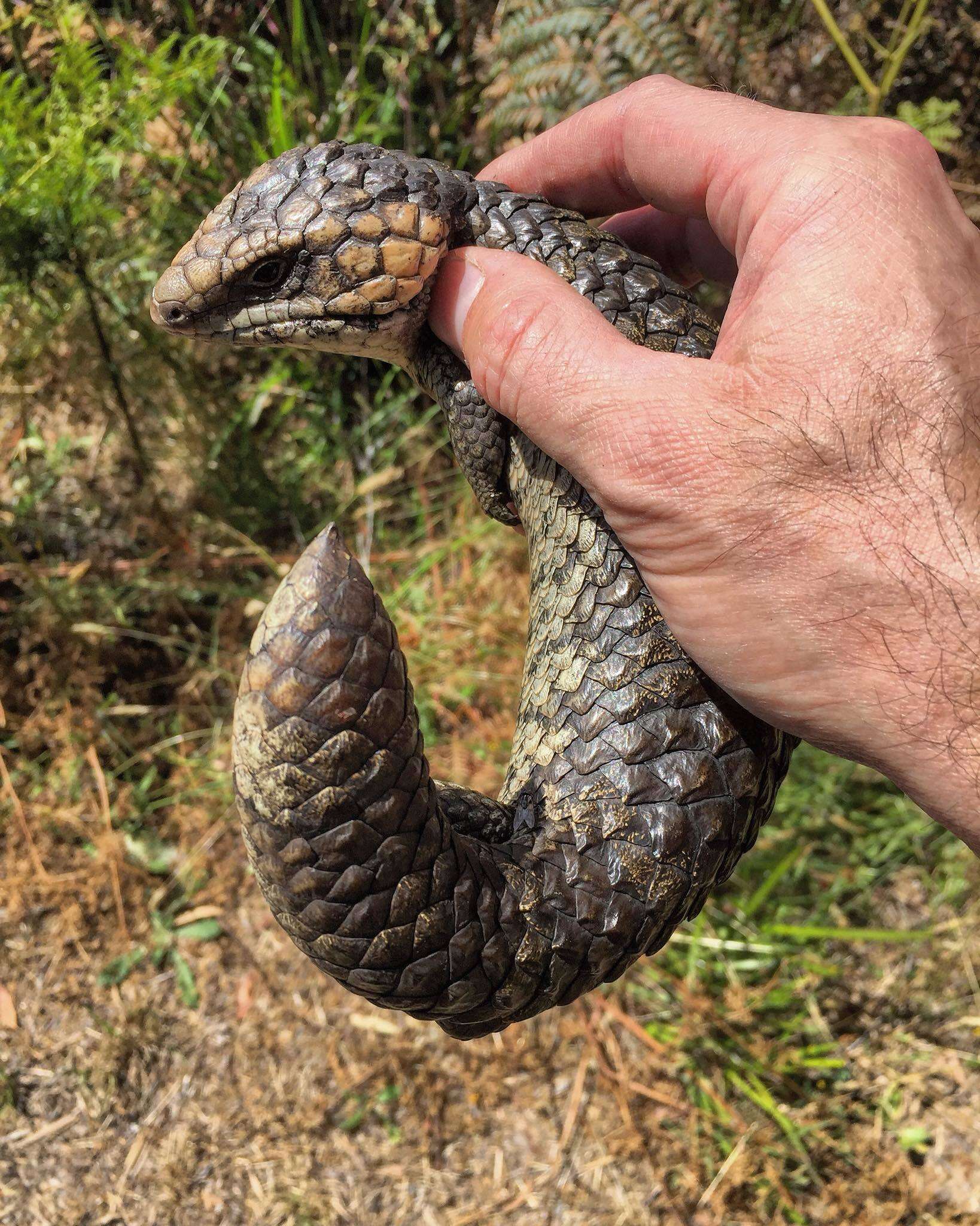 Image of Tiliqua rugosa rugosa Gray 1825