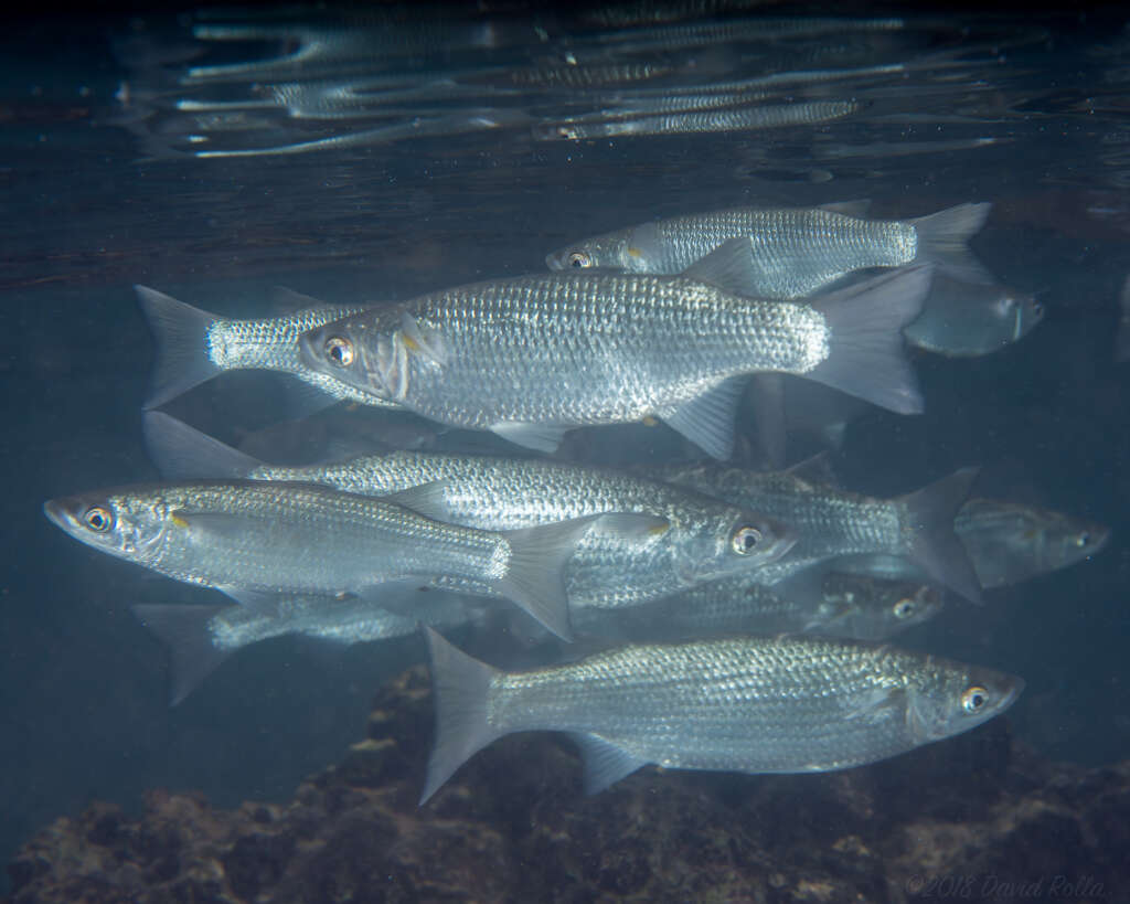 Слика од Neomyxus