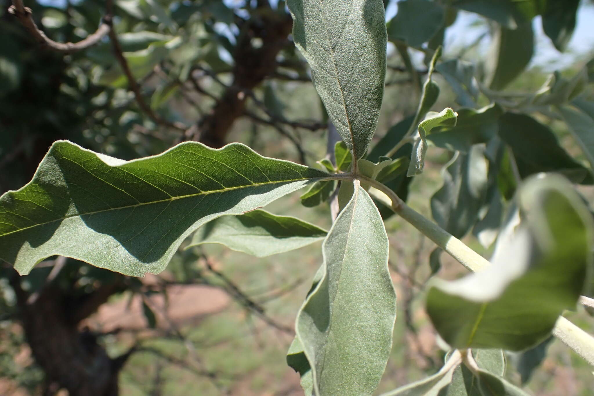 Image de Vitex zeyheri Sond. ex Schauer