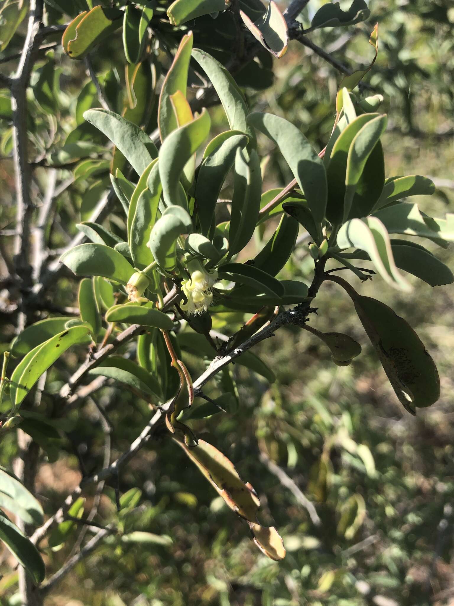 Image of Blue sourplum