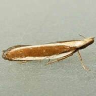 Image of Juniper webworm