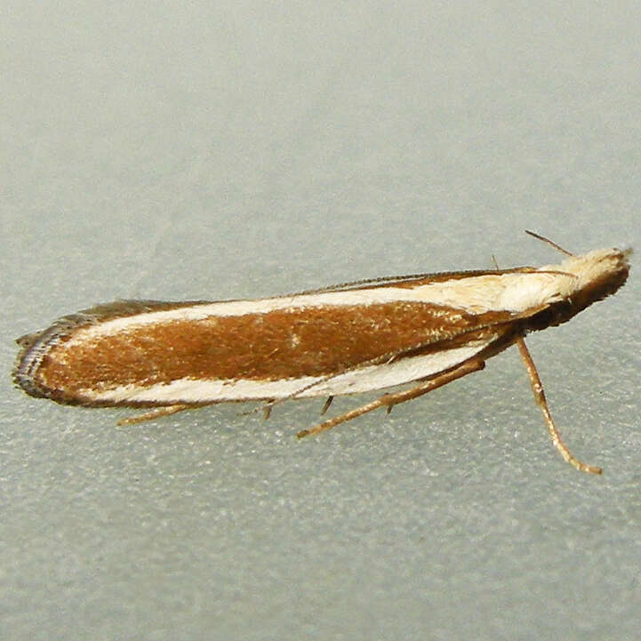 Image of Juniper webworm