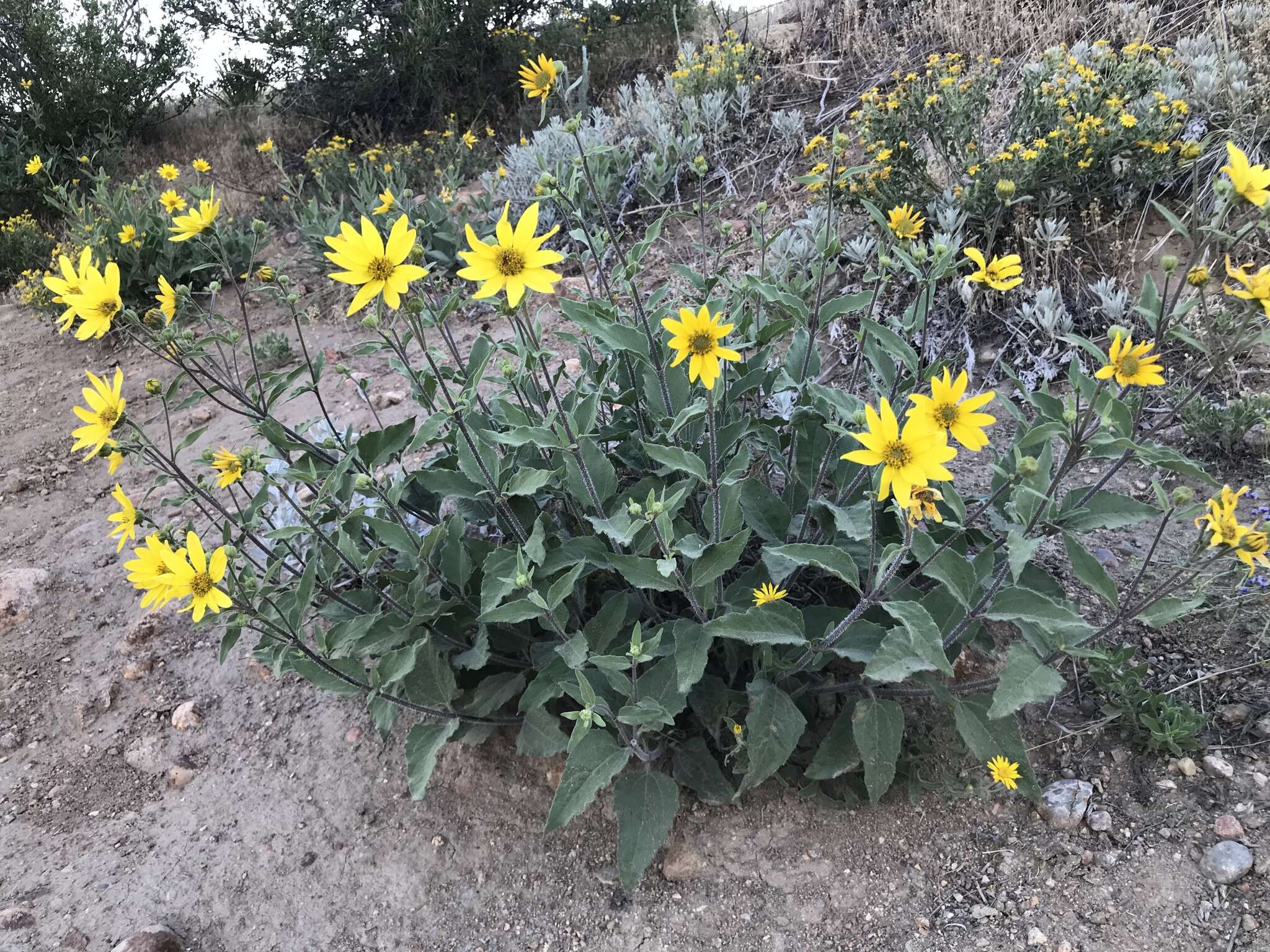 Image of little sunflower