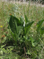 صورة Plantago maxima Juss. ex Jacq.