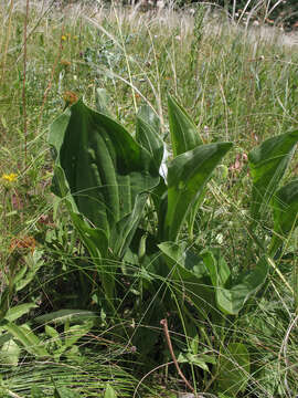 صورة Plantago maxima Juss. ex Jacq.