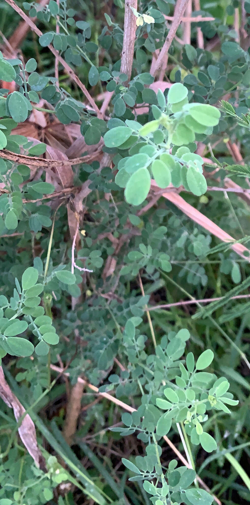 Слика од Dalea scandens var. paucifolia (J. M. Coult.) Barneby