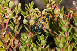 Image of Conognatha viridiventris sagittaria (Fairmaire 1856)