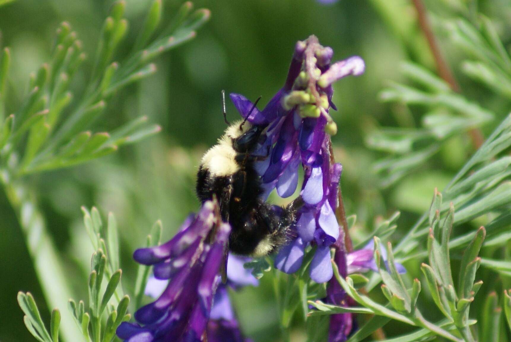 Image of Van Dyke Bumble Bee