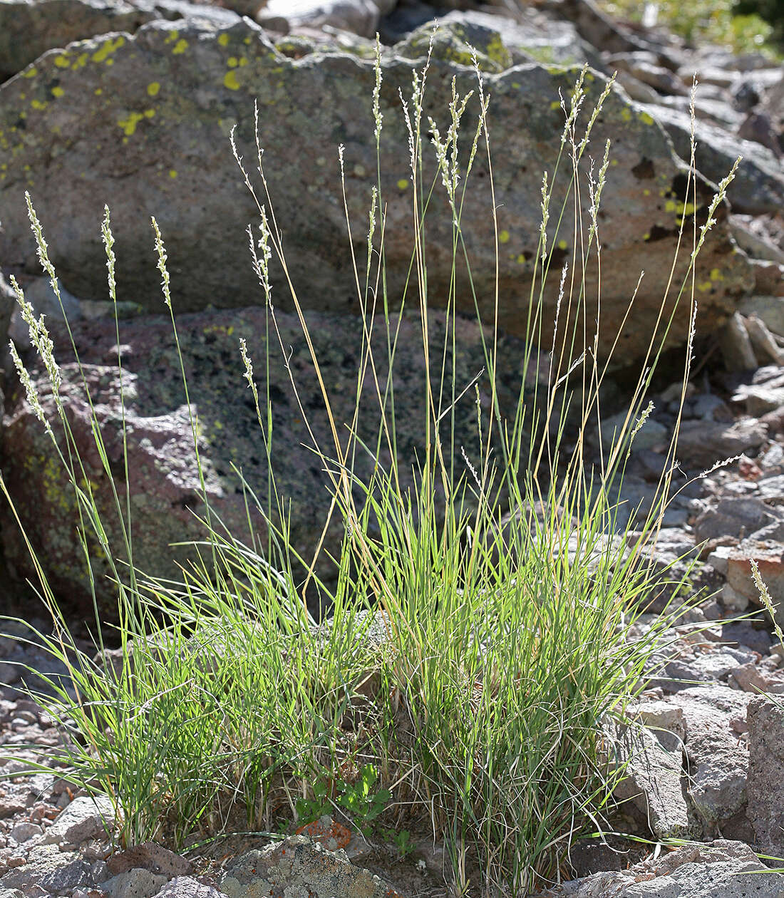 Image de Festuca kingii (S. Watson) Cassidy