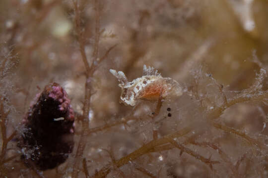 Image of Goniodoris meracula Burn 1958