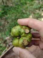 Image of Annona rugulosa (Schltdl.) H. Rainer