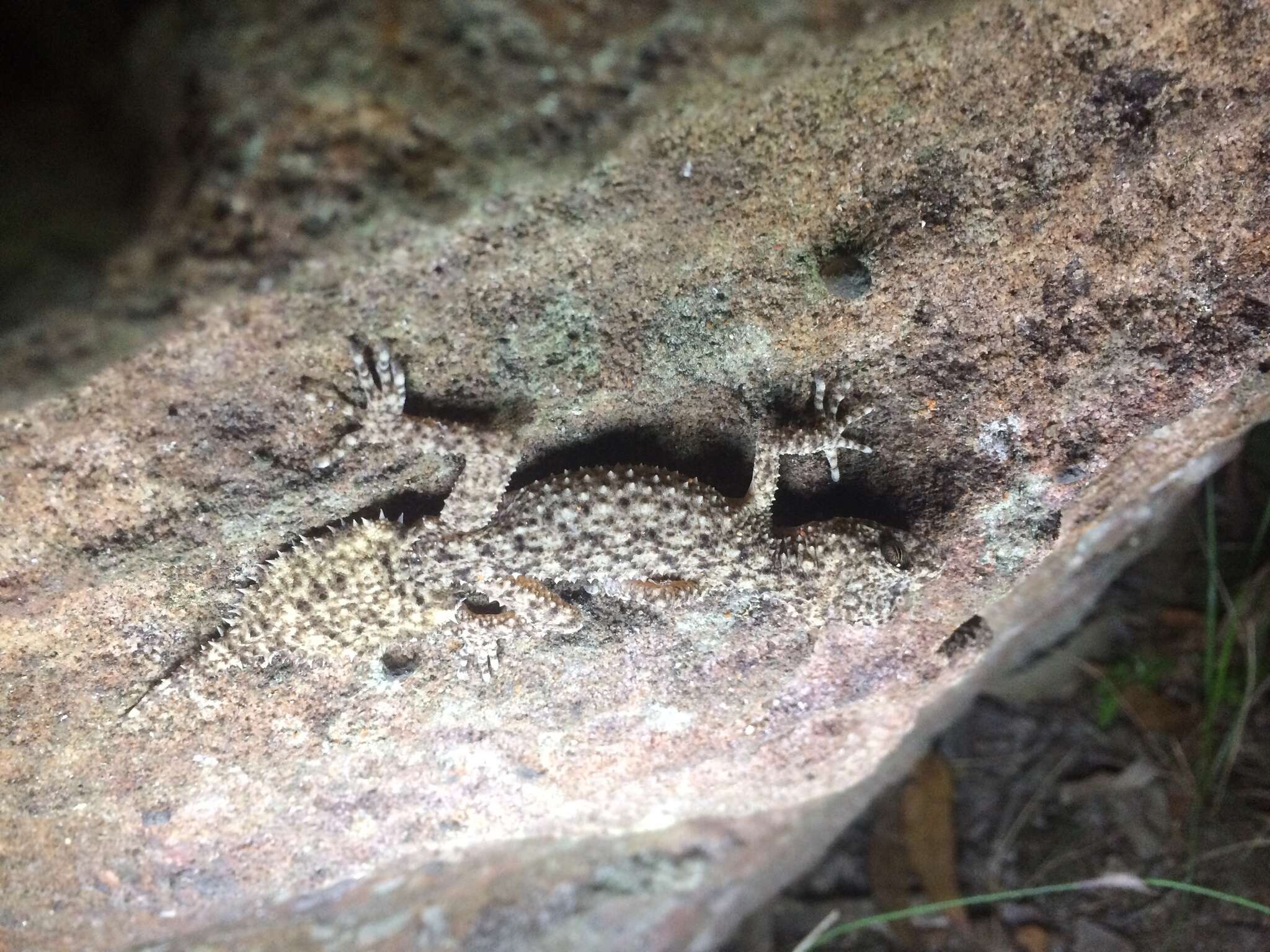 Image of Broad-tailed Gecko
