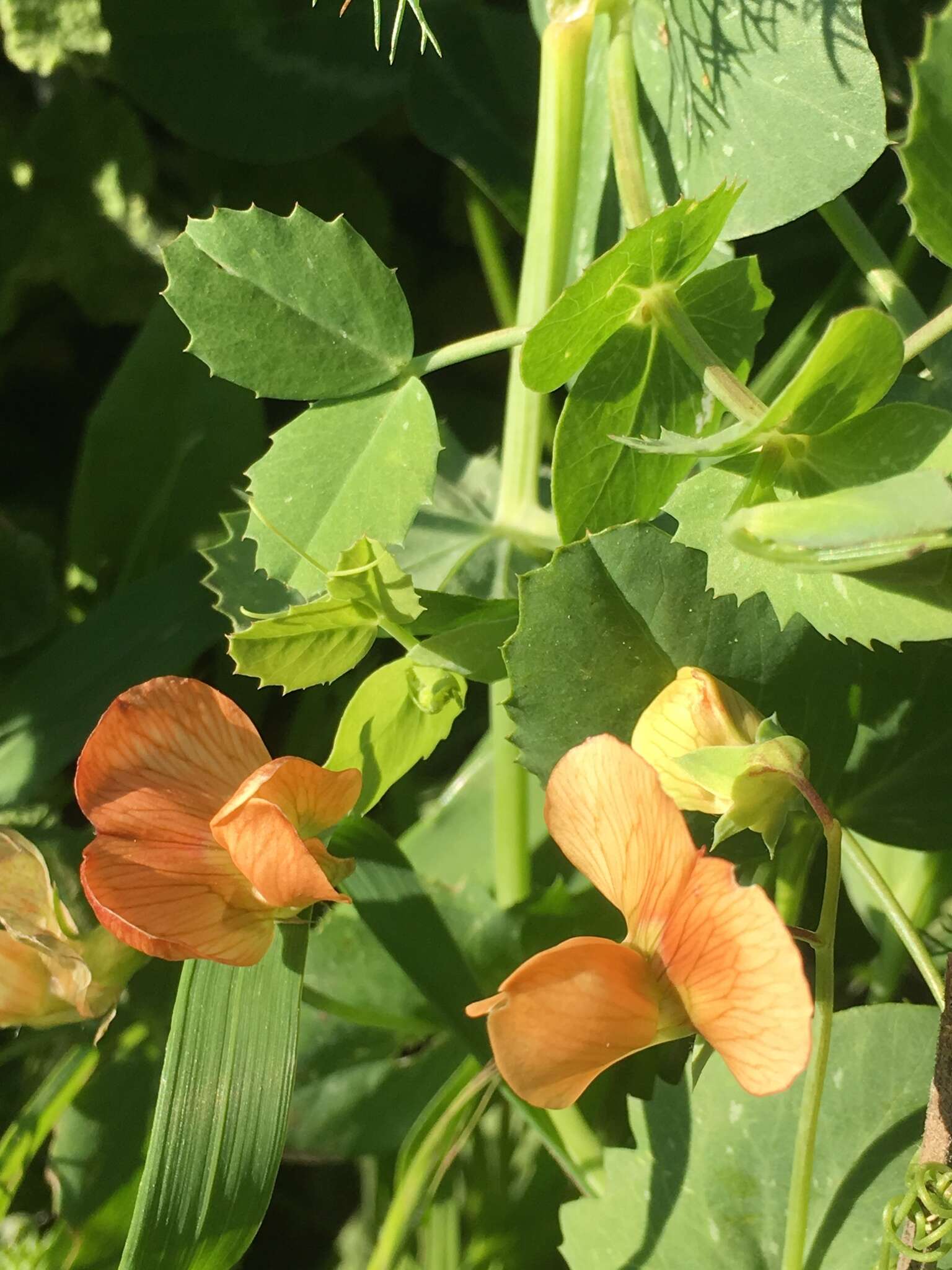 Image of tawny pea