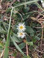 Imagem de Delosperma tradescantioides (Berg.) L. Bol.